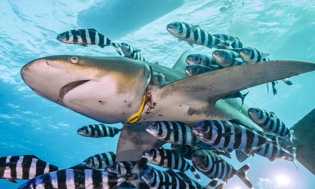 Jacek Dybowsk - shark plastic